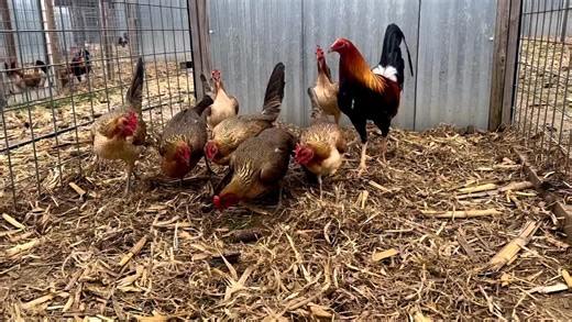 3.8K views · 100 reactions | Pure Kelso over Hatch-Kelso pullets. @topfans #tro #everyoneactivefollowersシfypシ゚viralシalシfypシ゚viralシ #followersreelsfypシ゚viralシfypシ゚viralシalシ #goviral | Troy Thompson gamefarm | Facebook