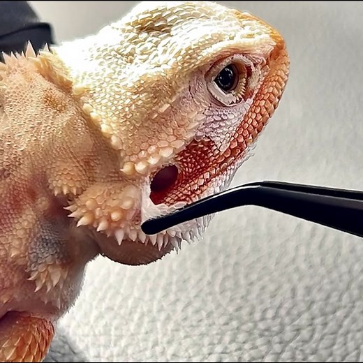 Skin peeling #peeling#skincare101🤪 #escape #reptiles #petsoftiktok #animals #nature #cute