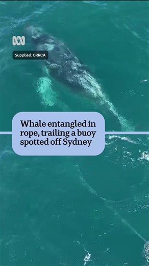 Whale rescue teams are on stand-by to assist a humpback whale that's entangled in rope and trailing a buoy. It has been sighted just south of Sydney Harbour. The adult whale was last sighted on Sunday afternoon at South Head, with aerial footage posted on social media and provided to the ABC. Jessica Fox from the Organisation for Rescue and Research of Cetaceans in Australia says it's very unusual to see whales travelling south so early in the season. Read more: https://www.abc.net.au/news/2025-
