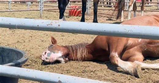 Watch how Pikes Peak or Bust Rodeo animals fare in extreme heat