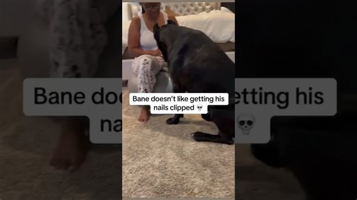 Dog resists getting his nails clipped with dramatic flair