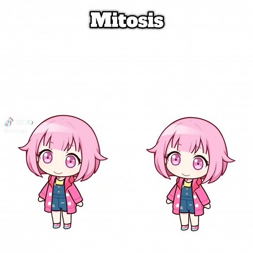 Understanding Mitosis and Meiosis Processes