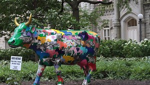 Holy cow! Some of Chicago’s beloved ‘Cows on Parade’ are back for just a little while