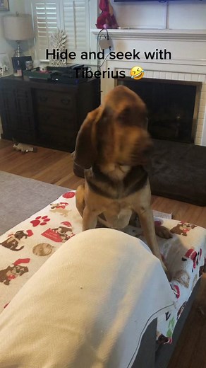 Bloodhound Hide & Seek Fun with Tiberius! 🐶