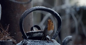 A Robin Makes an Epic Journey Home for Christmas in Waitrose's Holiday Ad