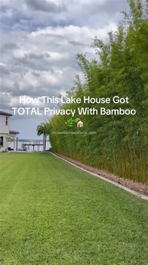 Ocoee Bamboo Farm on Instagram: "“How This Lake House Got TOTAL Privacy With Bamboo 🌿🏡” Fast Growing Privavy Hedge Stop letting the neighbors ruin your view! If you’re searching for a fast growing privacy hedge that provides immediate screening, clumping bamboo is the ultimate landscaping solution. In this video, we reveal how we installed a natural living fence at a lakefront property to create total backyard seclusion without blocking the breeze or the scenery. We dive into the best clumping