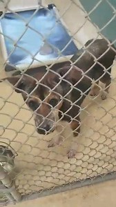 Safe with rescue!!!! SWEET LITTLE POTATO IS ON THE EUTH LIST!!! Please help us share her! Dear gosh, she is a petite sweetheart!!!!! WE cannot let her die! Please see her main link for all information and updates. Thank you! A2007224 https://www.facebook.com/rescuemetampa/photos/a.972221026152096/3218383234869186/?type=3&theater | Rescue Me Tampa - Shelter Dogs