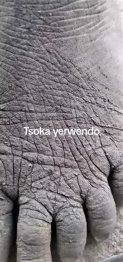 Elphas Tax (@elphas.tax)’s videos with original sound - gaxietv_zw