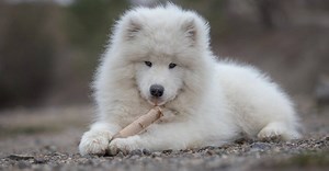Keeshond vs Samoyed: 5 Key Differences
