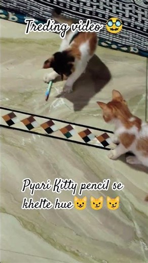 #cat babies#game pencil#😼😺ll