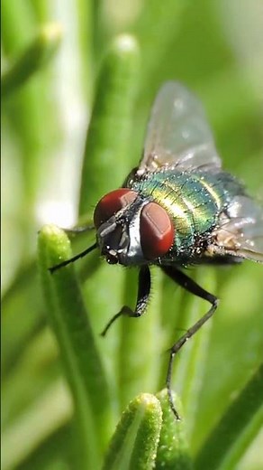 Common Green Bottle Fly