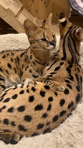 so beautiful they are, serval cats are friendly big cats | Puma London