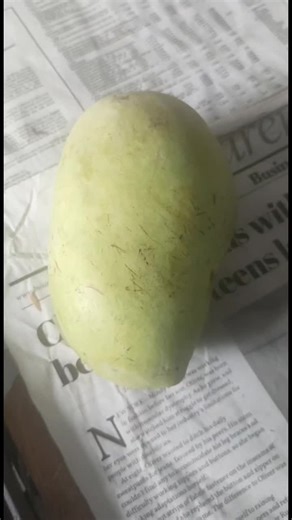 How to Turn Green Mangoes to Yellow Using Kalburo | Step-by-Step Guide