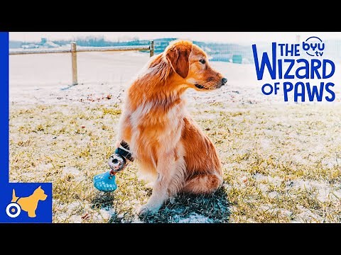 Marvelous Millie 🐕 | BYUtv
