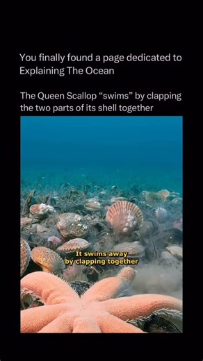 explainer 🌊 on Instagram: "The Queen Scallop has one of the most surprising escape moves in the ocean, it actually swims. Instead of drifting along the seafloor, this little scallop propels itself by rapidly clapping the two halves of its shell together, shooting jets of water that lift it off the ground. Each clap creates a tiny burst of thrust, allowing the scallop to zig-zag through the water in quick, jerky motions. It’s not graceful, but it’s incredibly effective, especially when a predato