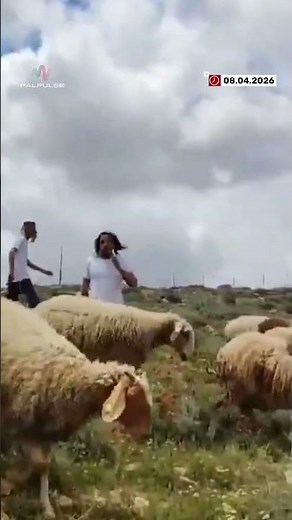 Israeli settlers attack two Palestinian children.