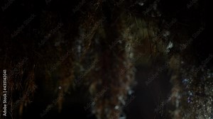 Close up small awake horseshoe bat during taking off hanging upside down on grouth roots in undergrounds just after hibernation. Wildlife take. Creatively illuminated blurry background