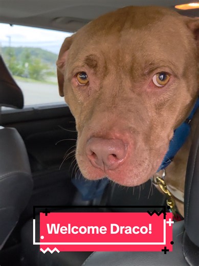 Welcome our newest foster, Draco, to the #byrdbarkhouse @Stray Animal Adoption Program