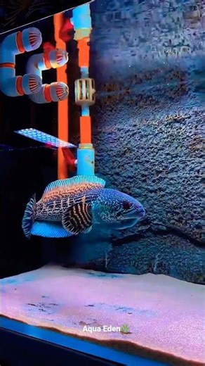 #aquarium #fishlover #viral #hobby "Orange-spotted snakehead "💗🌿
