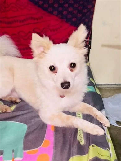 Subscribe now #dog #dogs #explore #trending #viral #pet #dogsofinstagram #pomeranian #likee #likers