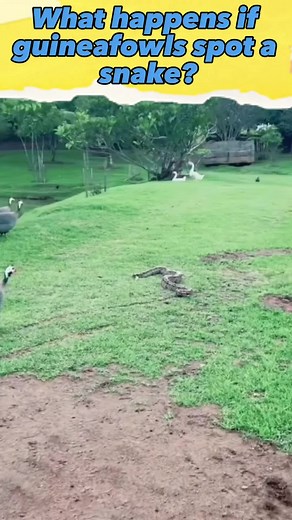 PlanetTerra no TikTok