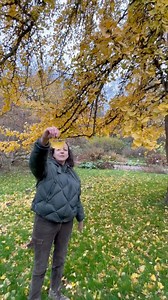 O Ginkgo biloba possui propriedades medicinais ligadas à melhora da circulação sanguínea e ação antioxidante, sendo usado para melhorar a memória, concentração, tratar zumbidos e vertigens, aliviar problemas circulatórios periféricos. O seu uso requer orientação médica devido a possíveis interações medicamentosas, especialmente com anticoagulantes, e contraindicações em certas condições. #Ginkgo #Ginkgo_Biloba #GinkgoBiloba | Pássaros, insetos, árvores, e flores