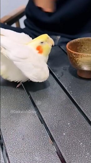 This cute cockatiel is having a sprinkle party! 🦜✨💦 #cockatielscraze #cockatiel