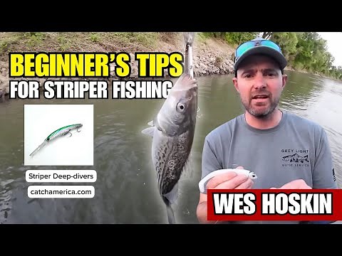 Beginner’s Guide to Striped Bass (Gear + Tips That Work)