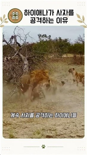 “사자가 물고 있었는데”하이애나가 살아남은 이유#사자 #하이애나 #동물의세계 #야생동물 #동물다큐 #동물행동 #협동 #생존전략 #야생 #shorts