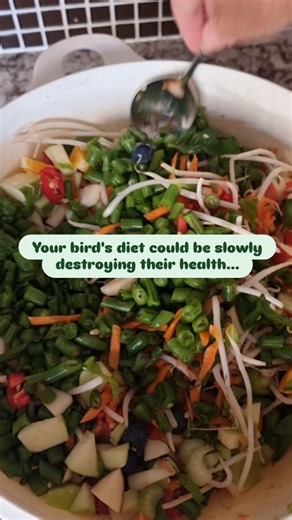 Brisbane Bird Minding on Instagram: "Bird nutrition doesn't have to be confusing, just REALLY important! Here's how to build a healthier diet 🍏🥕🍇 🍎 Convert seed only diets to 70% pellets 🍎 Add daily veggies (leafy greens) 🍎 Keep fruit & sugars to a minimum 🍎 Rotate fresh options weekly #parrotsofinstagram #parrotdiet"