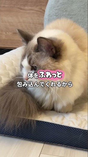 【トゥルースリーパー ペットベッド】ペットの眠りを追求して開発したペットベッド｜ショップジャパン【公式】