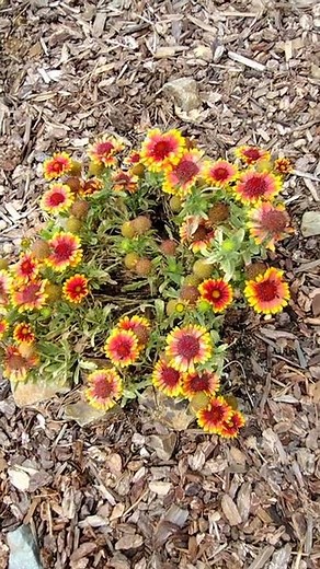 Dead heading of Galardia or Blanket Flowers