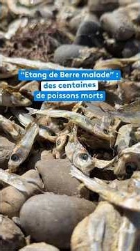 “Etang de Berre malade” : des centaines de poissons morts