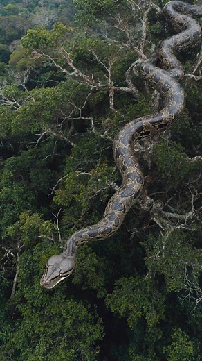 25-Foot Anaconda Captured by Drone Over Amazon Rainforest Canopy #amazon #snake #anaconda | Most Amazing Top 10