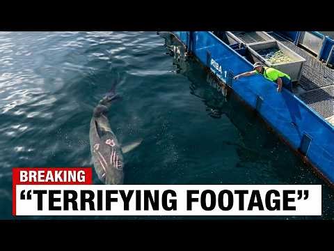 Australian Fisherman Captured An Enormous Shark That Looked Nothing Like Any Great White Alive!