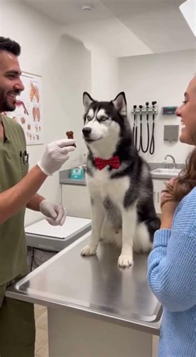 Dramatic Husky at the Vet 😱💉 | Husky Scared of Injection #animals #vetvisit #viralanimals