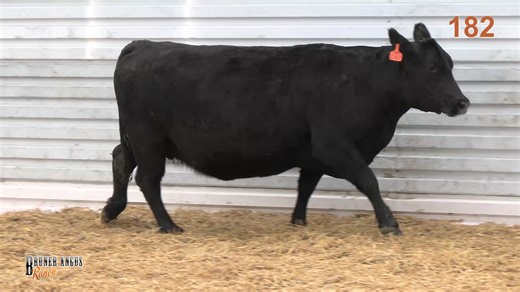 Lot 182: Bruner Angus Ranch - Annual Angus Bull Sale