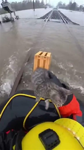 Kitten Saved from Flooded Railway Tracks 🐱 🌊 #shorts #ghaffarbhai