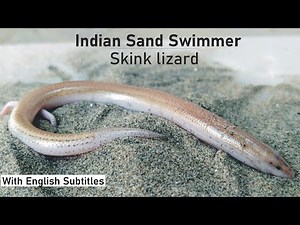 Raig Mahi Lizard |Skink lizard| Full Information