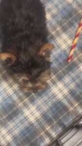 Last two 2023 Yorkies leave this week for their forever homes ❤️ | Pam's Precious Yorkies