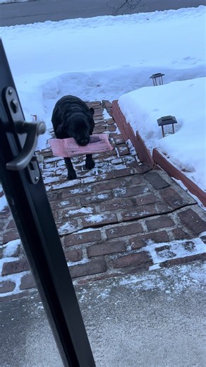 May be the coolest trick I’ve seen a dog do in a while #dogsoftiktok #dogs #fetch #labradorretriever #labsoftiktok