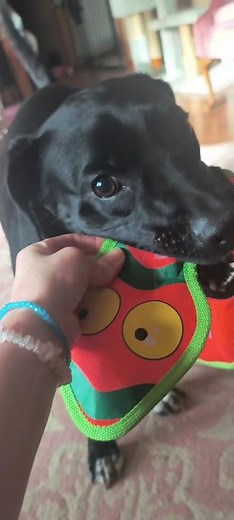 Squeak Dog Toy Test 🦎🐶 Strong Material, Multiple Squeakers