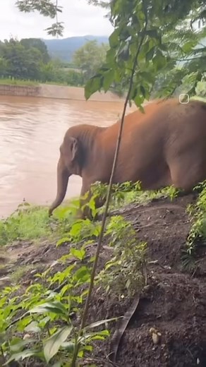 46K reactions · 1.4K shares | Unser Patenkind ThongAe im @elephantnaturepark von Lek in #Thailand. Wo Elefanten einfach nur Elefant sein können, ohne Unterwerfung in Ausbeutung. Mehr hier: https://www.futureforelephants.org/schutzprojekte/thailand?lang=de #futureforelephants #elefanten #loveelephants #cultureofcare #worthmorealive #patenschaft #babyelefant | Future for Elephants e.V. | Facebook