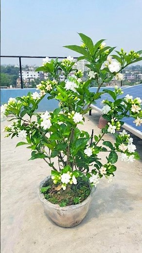 Grow Jasmin FAST// How to Grow Jasmin from Cutting with UPDATE// Arabian Jasmine Plant