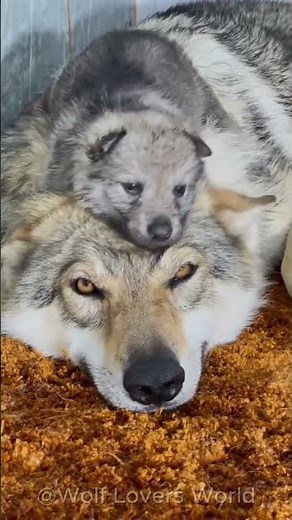 These Wolf Pups Are Trying to Win Dad's Heart 🐺❤️
