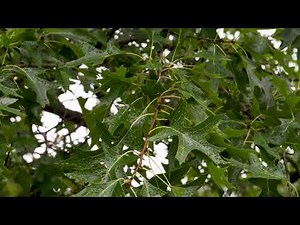Quercus palustris - Pin Oak