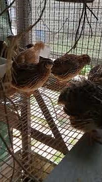 Raising quail