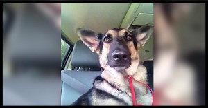 German Shepherd's Favorite Song Plays On Radio, Her Dance Moves Are Lighting Up The Internet