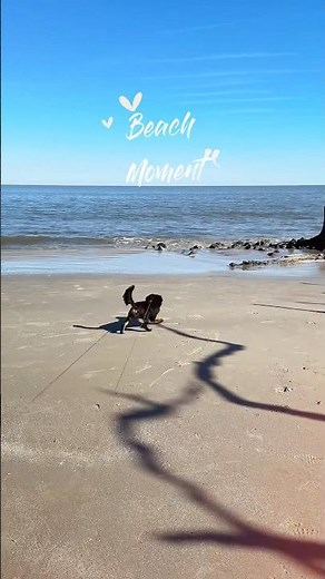 A Dog’s Dream Destination: Jekyll Island, Georgia 🐾