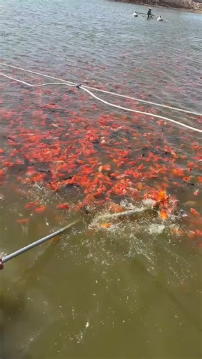 Millions of Goldfish! Behind the scenes at a farm that raises goldfish fish for sale 🐡🐟 | CoralFish12g